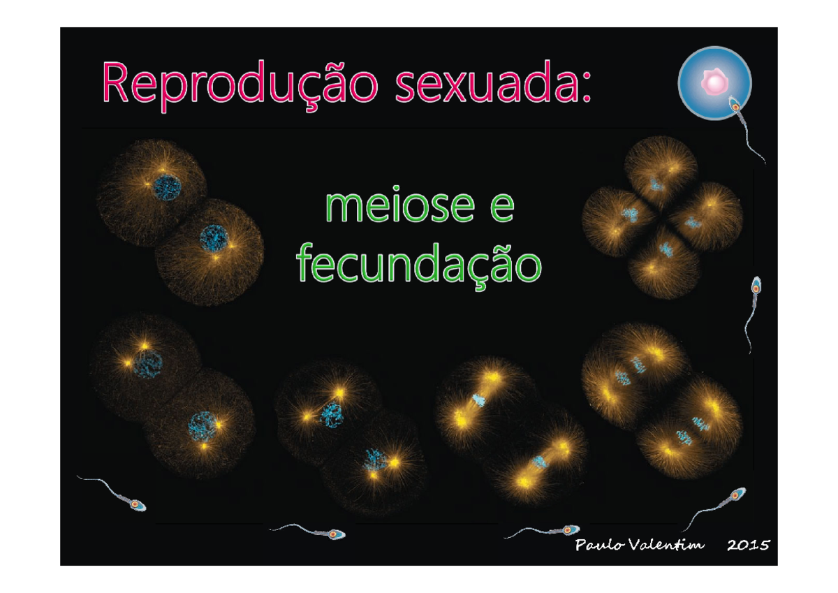 Reprodução Sexuada Meiose E Fecundação Paulo Valentim Paulo Valentim Compreender O Conceito