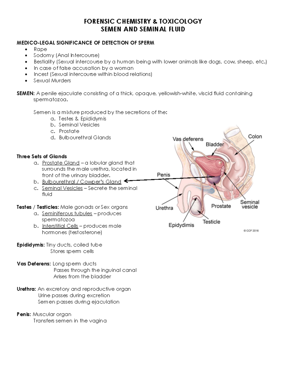 Semen AND Seminal Fluid Stain FORENSIC CHEMISTRY TOXICOLOGY SEMEN 