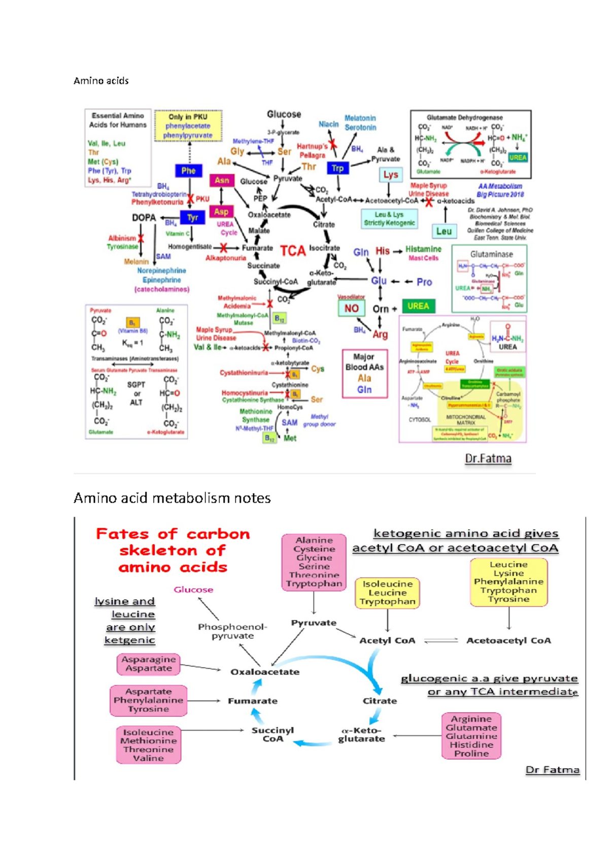 Amino acids metabolism summary - Amino acids Amino acid metabolism ...
