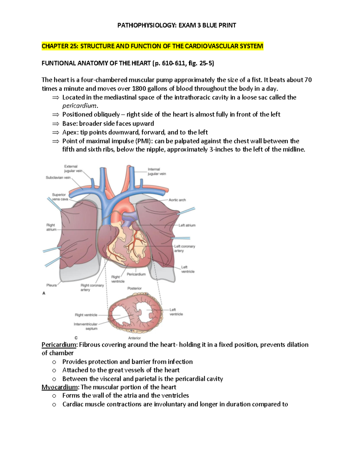 Patho BP EXAM 3 - Blue print - CHAPTER 25: STRUCTURE AND FUNCTION OF ...