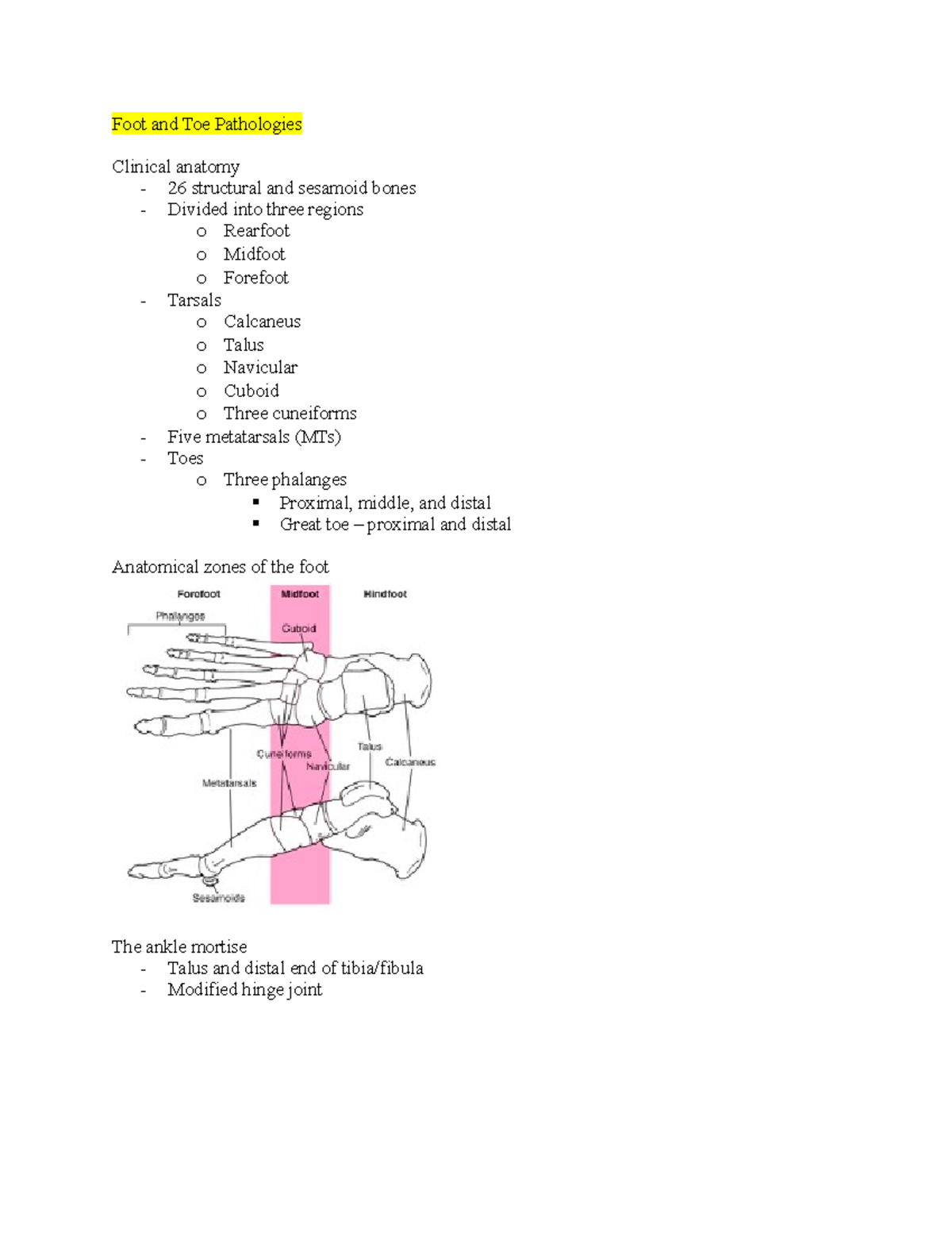 Exam 2 - NOTES FOR EXAM 2 - Foot and Toe Pathologies Clinical anatomy ...