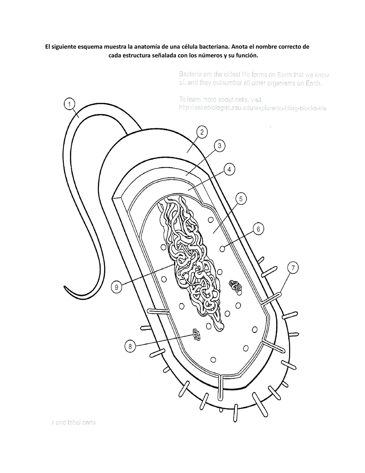 Anatomía De Una Bacteria Leslie - El Siguiente Esquema Muestra La ...