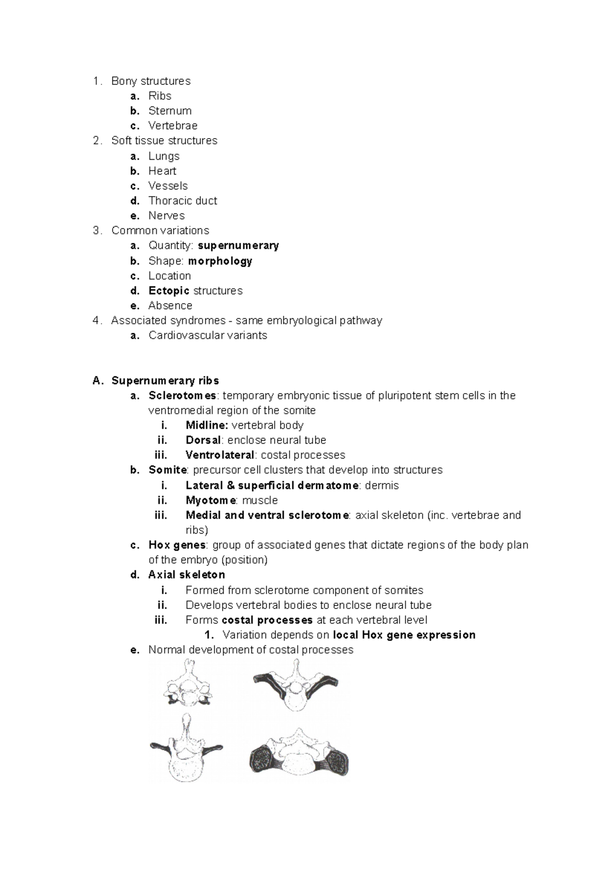 Thorax Variations - Supernumerary Ribs, Sternalis - Bony structures a ...
