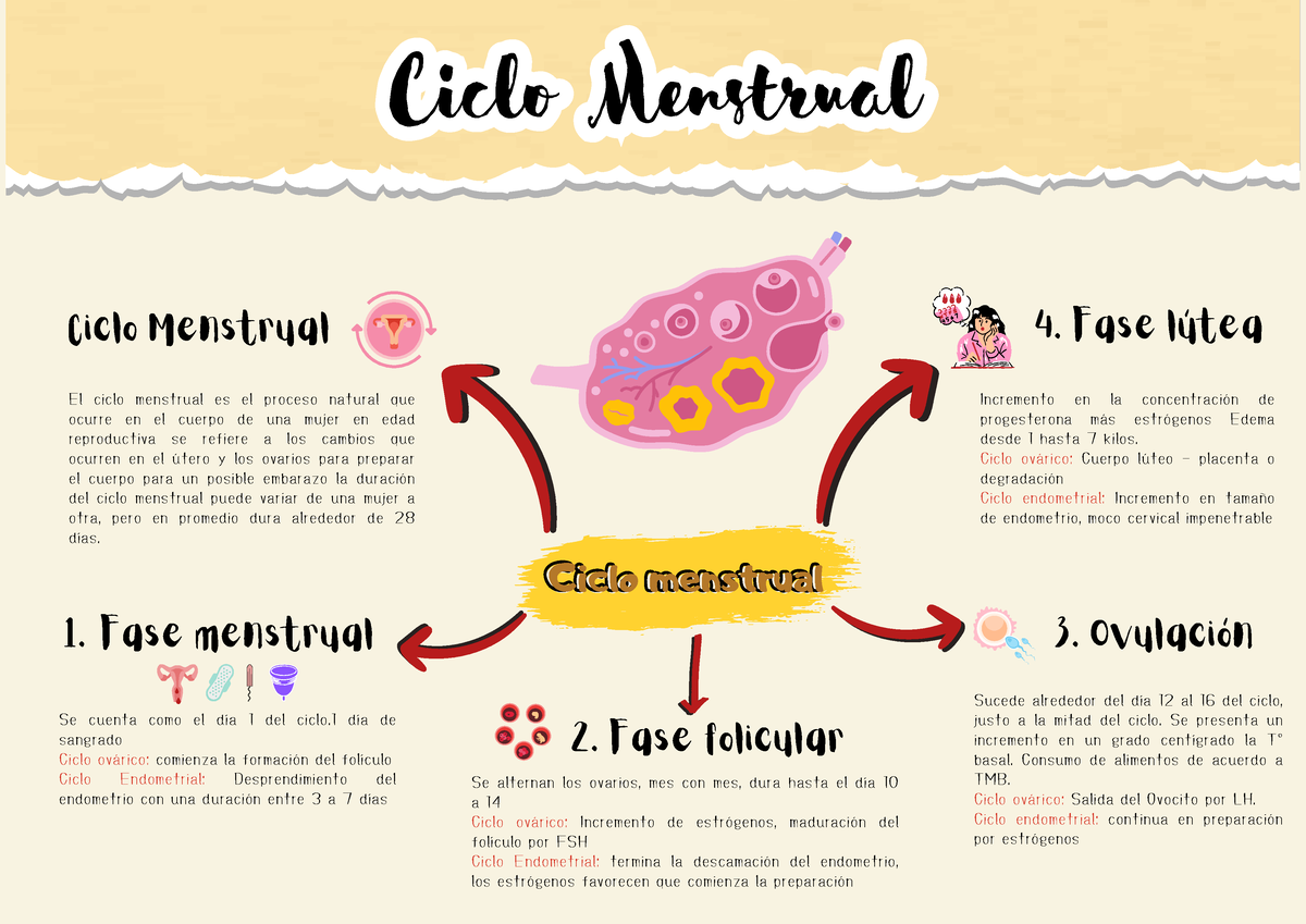 Ciclo Menstrual Fase Folicular El Ciclo Menstrual Es El Proceso Natural Que Ocurre En El