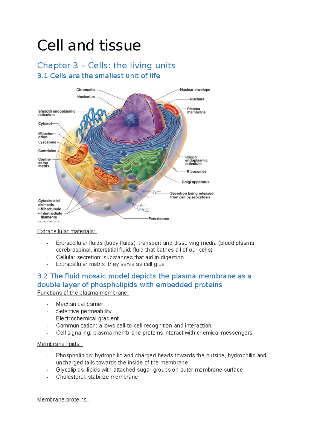 Summary Chapter 3 - Samenvatting Cel En Weefsel - Cell And Tissue ...