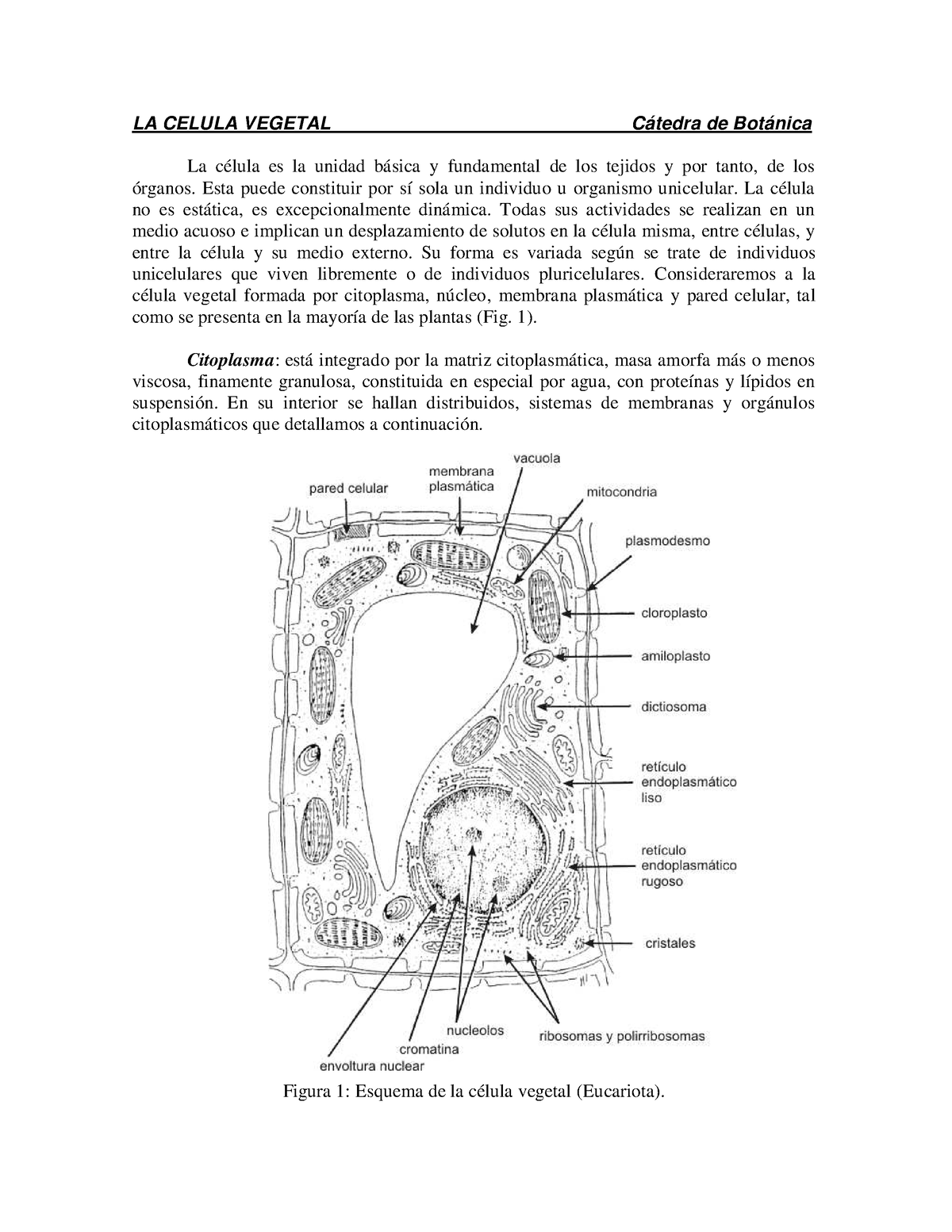 LA Celula Vegetal - Solo Ocupo Algo - LA CELULA VEGETAL Cátedra De ...