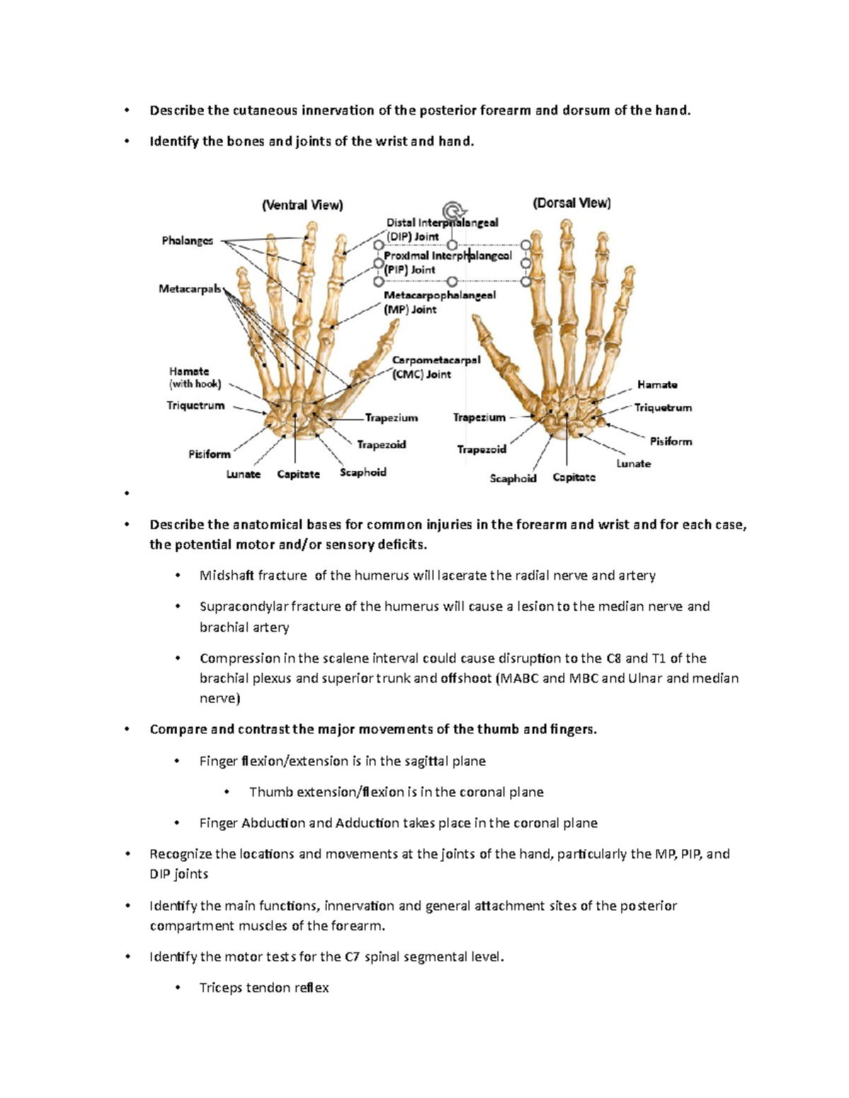 Unit One Lecture 6Posterior Forearm Learning Objectives - Describe the ...