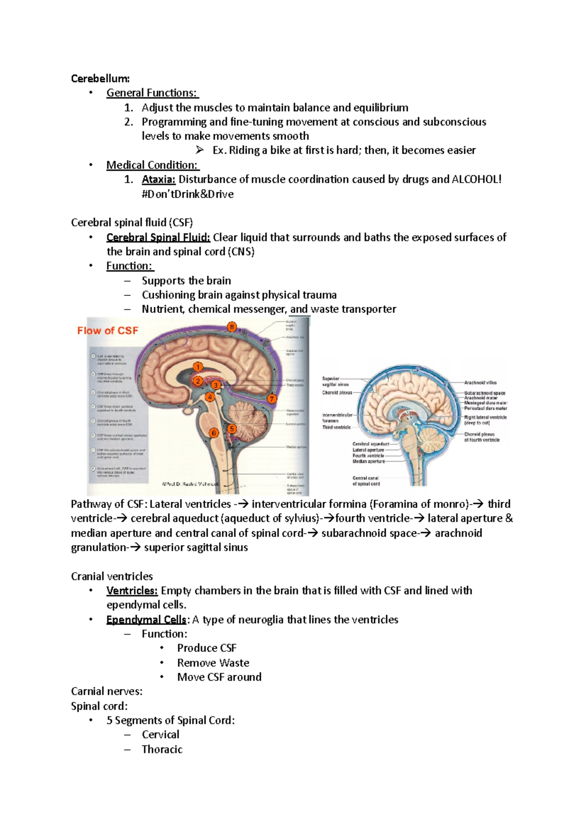 Unit 6: Cerebellum and spinal cord - Cerebellum: - General Functions: 1 ...