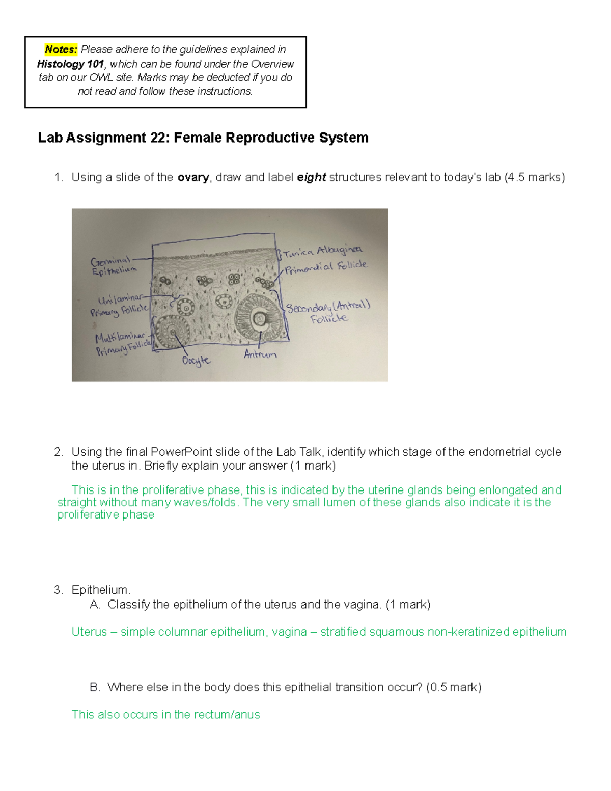 female reproductive system assignment