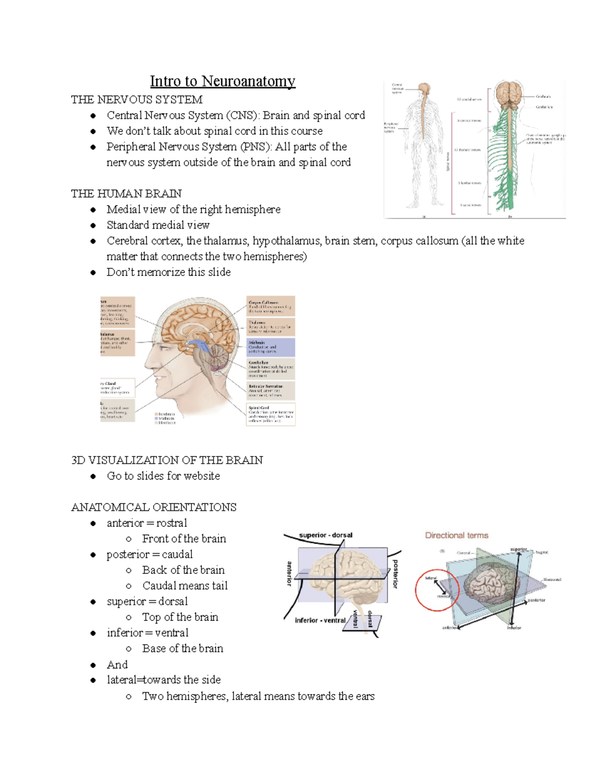 PSYC 311-Lecture 1 - Intro To Neuroanatomy THE NERVOUS SYSTEM Central ...