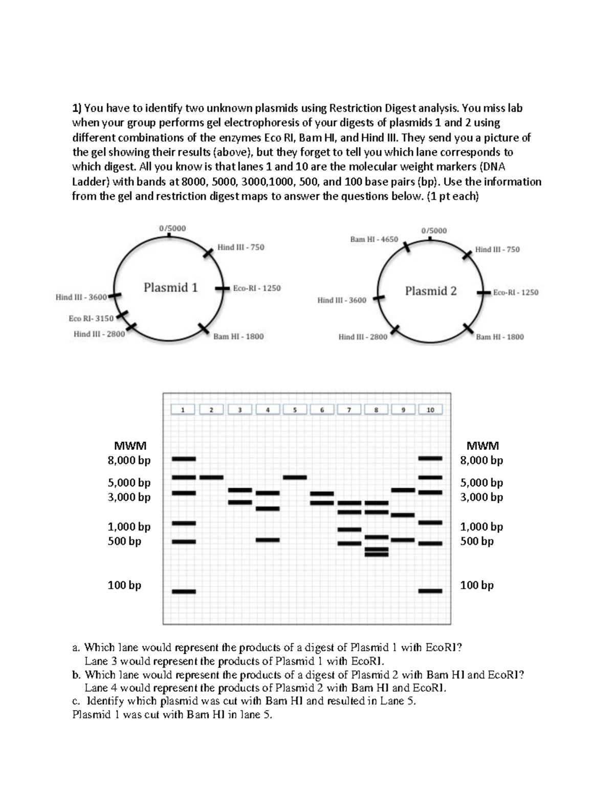 BIOL 1107 L Gel Interpretation Myers C - 1) You Have To Identify Two ...