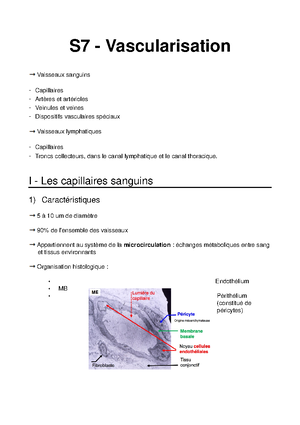 7 Vascu Ce Sont Mes Notes De Cours Studocu