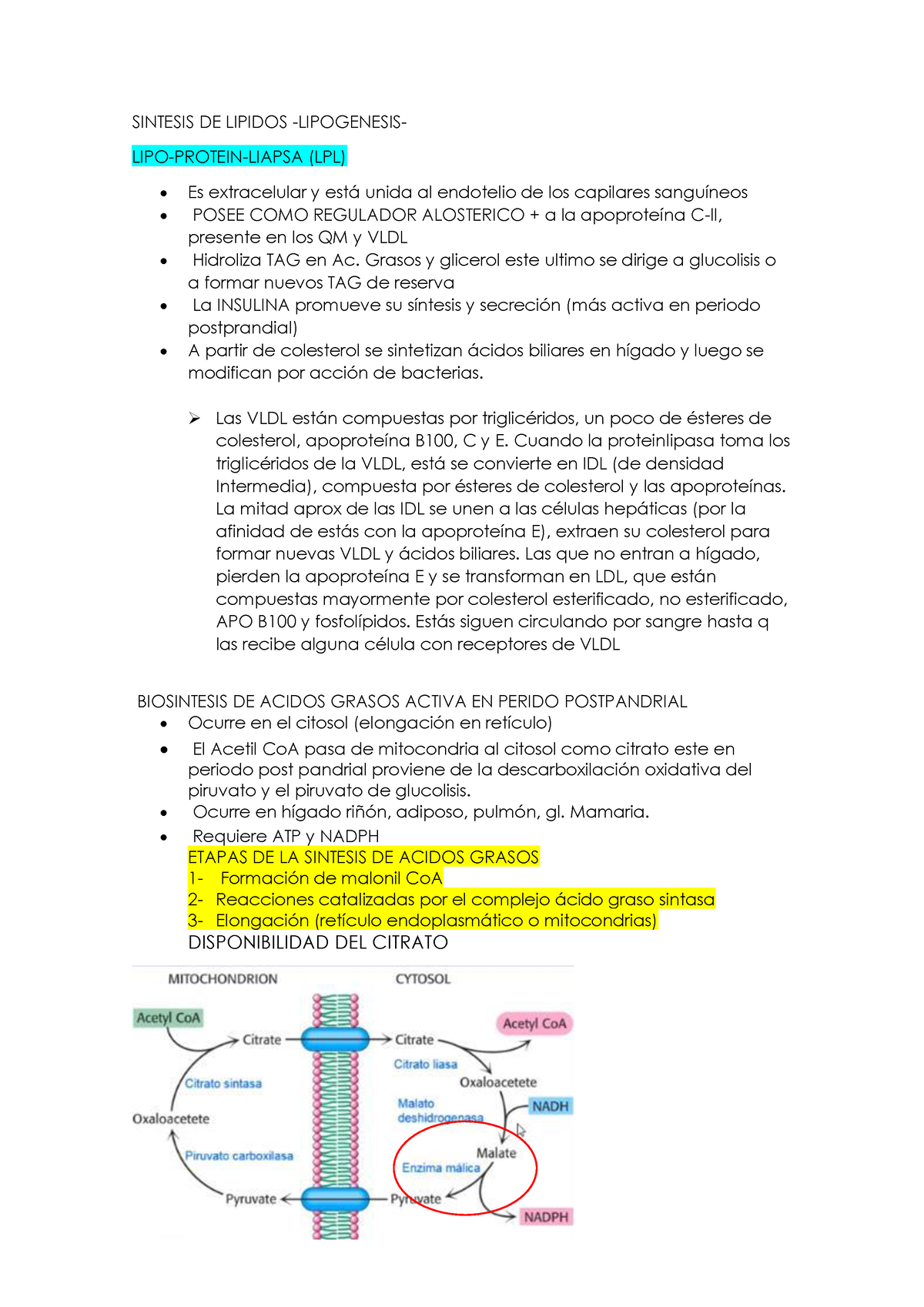 8- Sintesis De Lipidos - Resumenes De Teoricos - Sintesis De Lipidos 