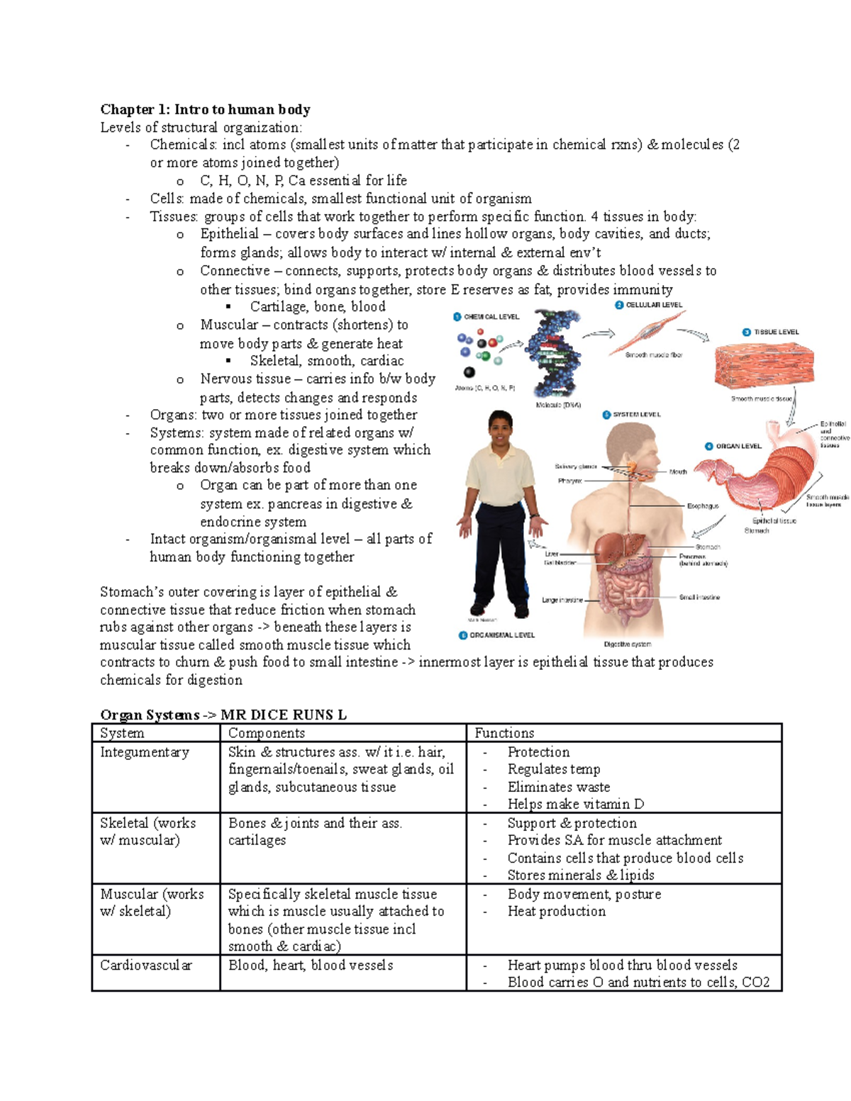 Anat215 notes fall 2022 - Chapter 1: Intro to human body Levels of ...