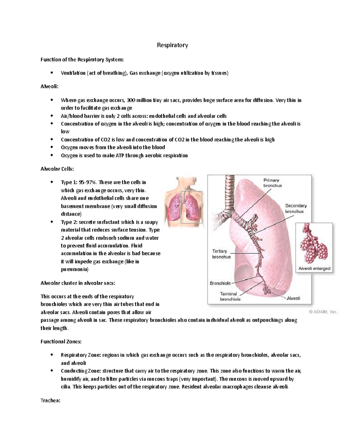 Respiratory Review - Respiratory Function of the Respiratory System ...