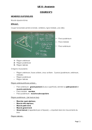 Cours 1-Membres Sup - UE O : Anatomie COURS N°1 MEMBRES SUPERIEURS ...