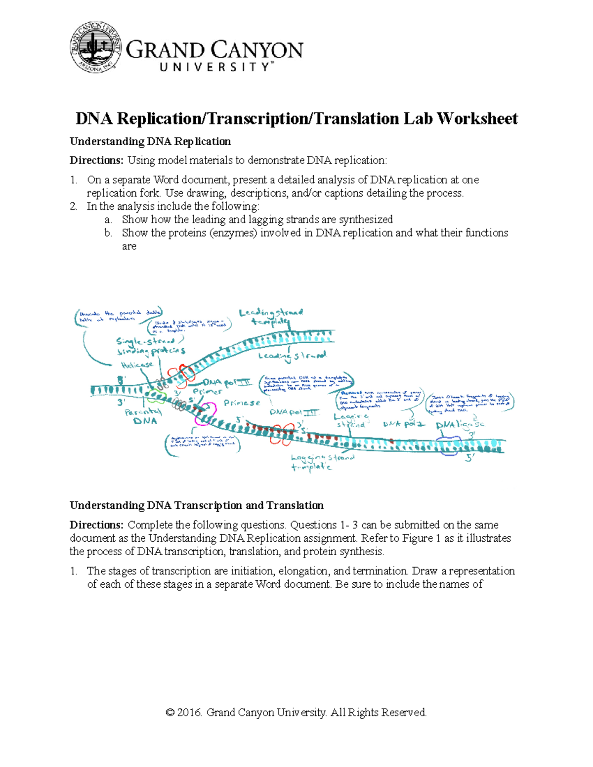 DNArep Transcript Translat Wksht - DNA Replication/Transcription/Translation  Lab Worksheet - Studocu