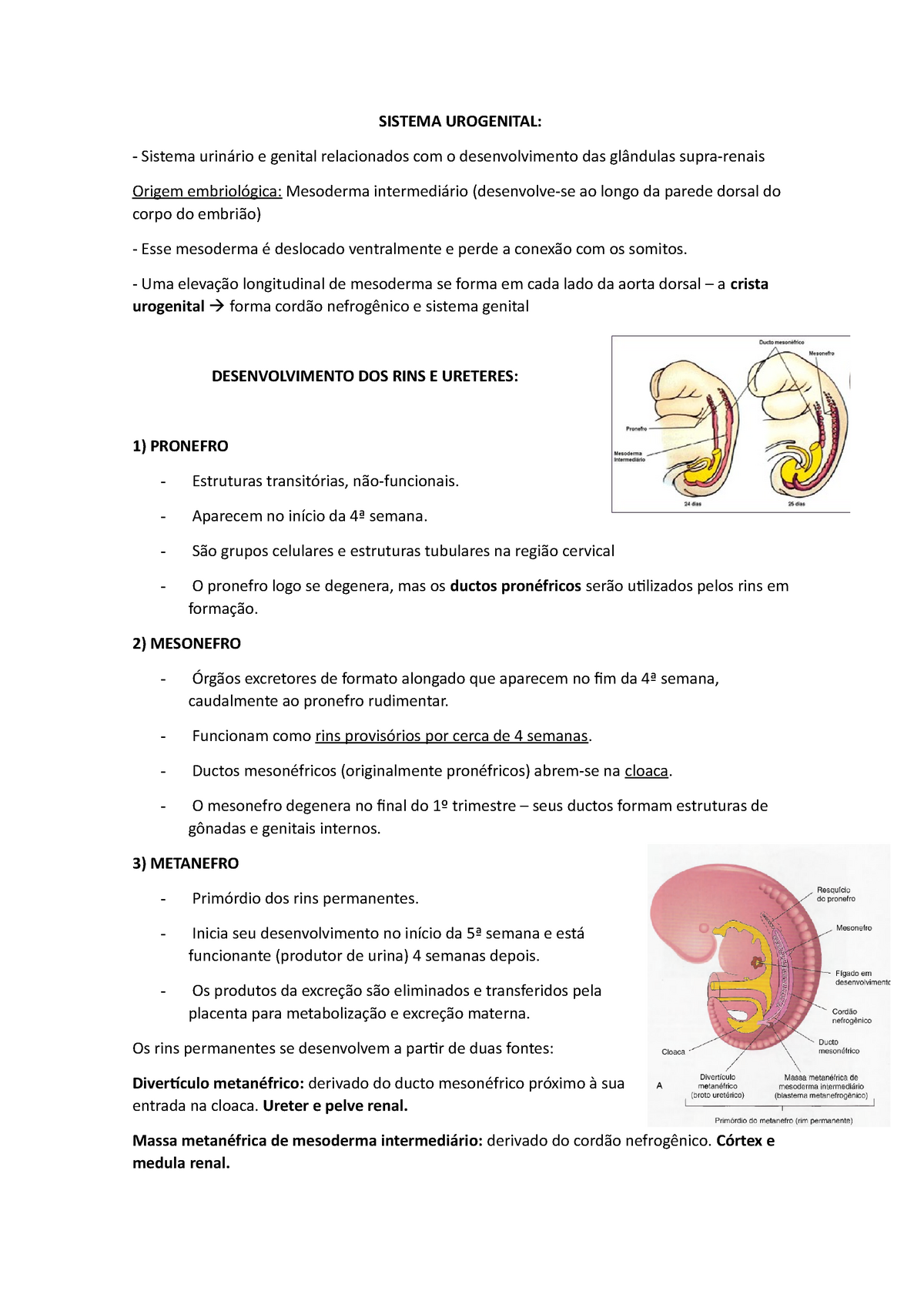 Embriologia do Sistema Urogenital SISTEMA UROGENITAL Sistema urinário e genital relacionados