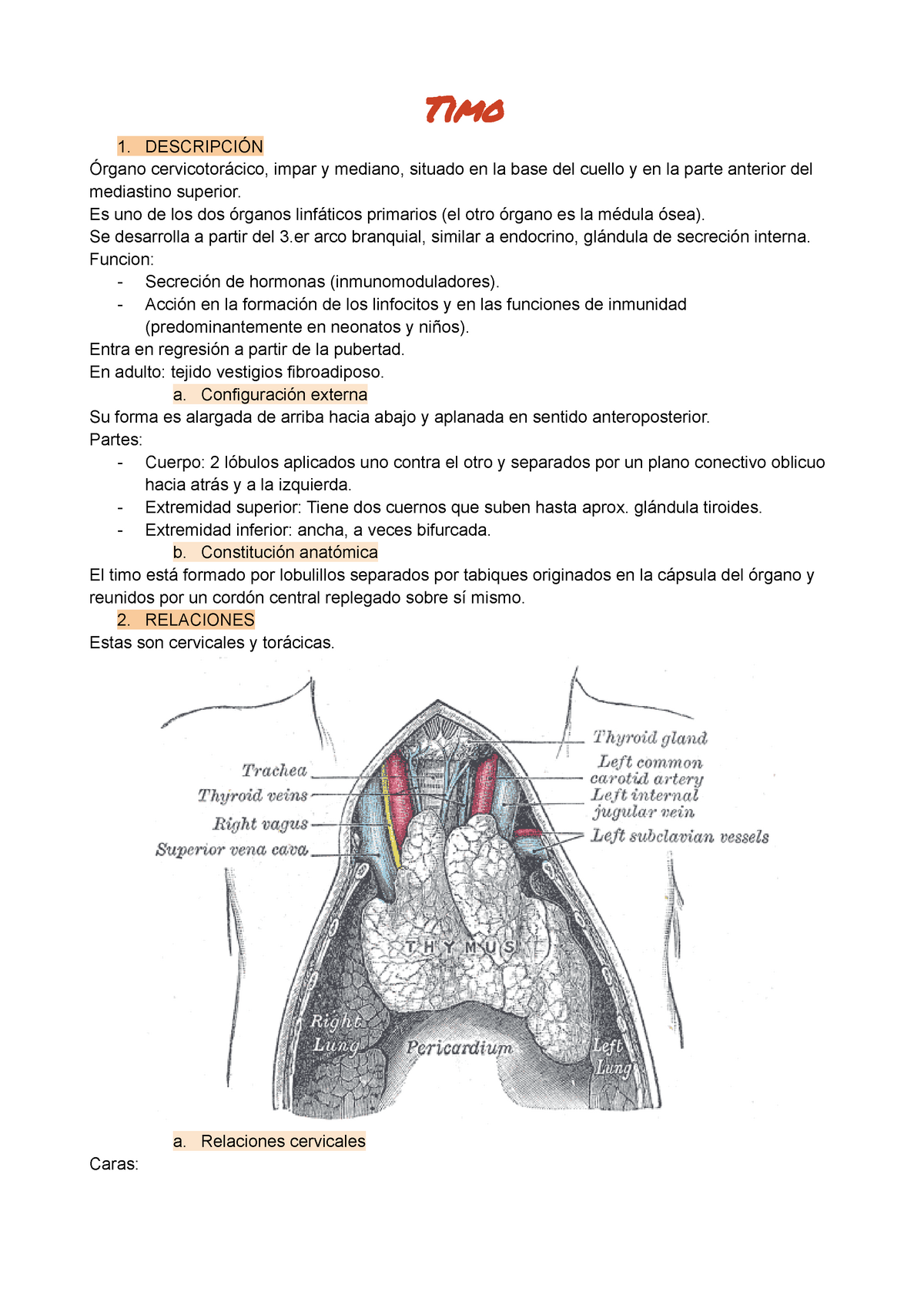 Anatomía humana del timo stock de ilustración. Ilustración de médico ...