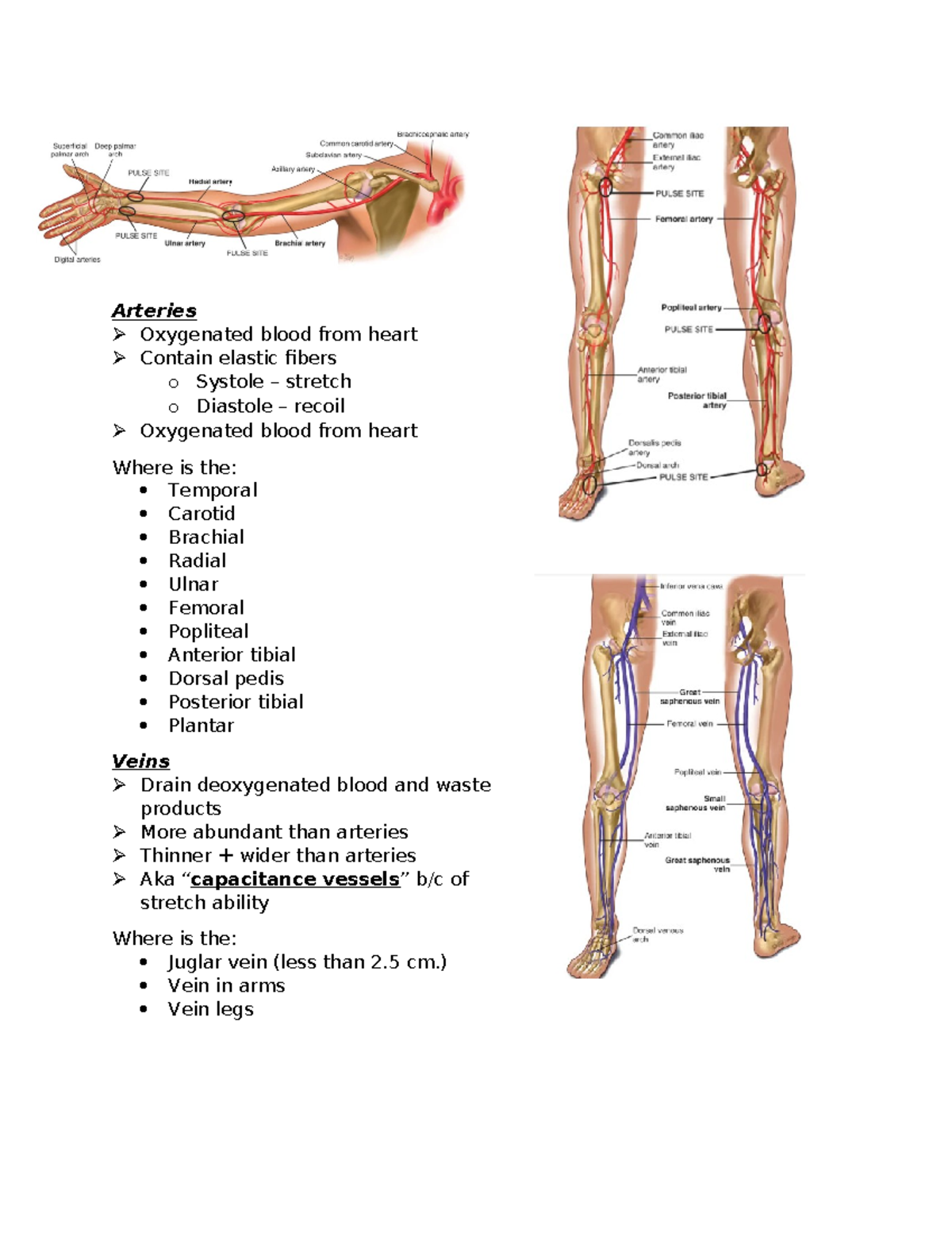 Chapter 21 Study Guide - Coursework - Arteries Oxygenated blood from ...