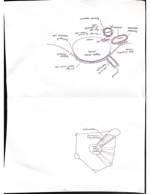 [Solved] what is the order of the ventral and dorsal stream in vision ...
