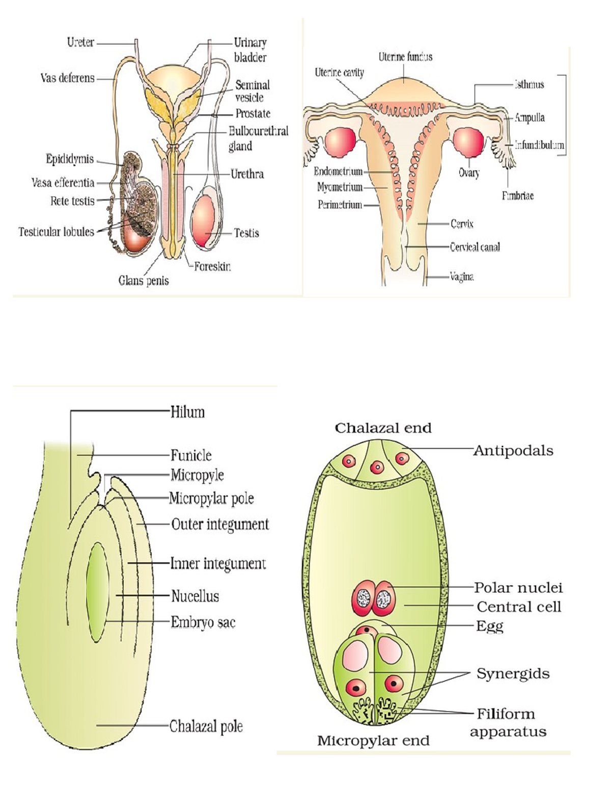 Bio diagrams imp - cheat sheetcheat sheetcheat sheetcheat sheetcheat ...