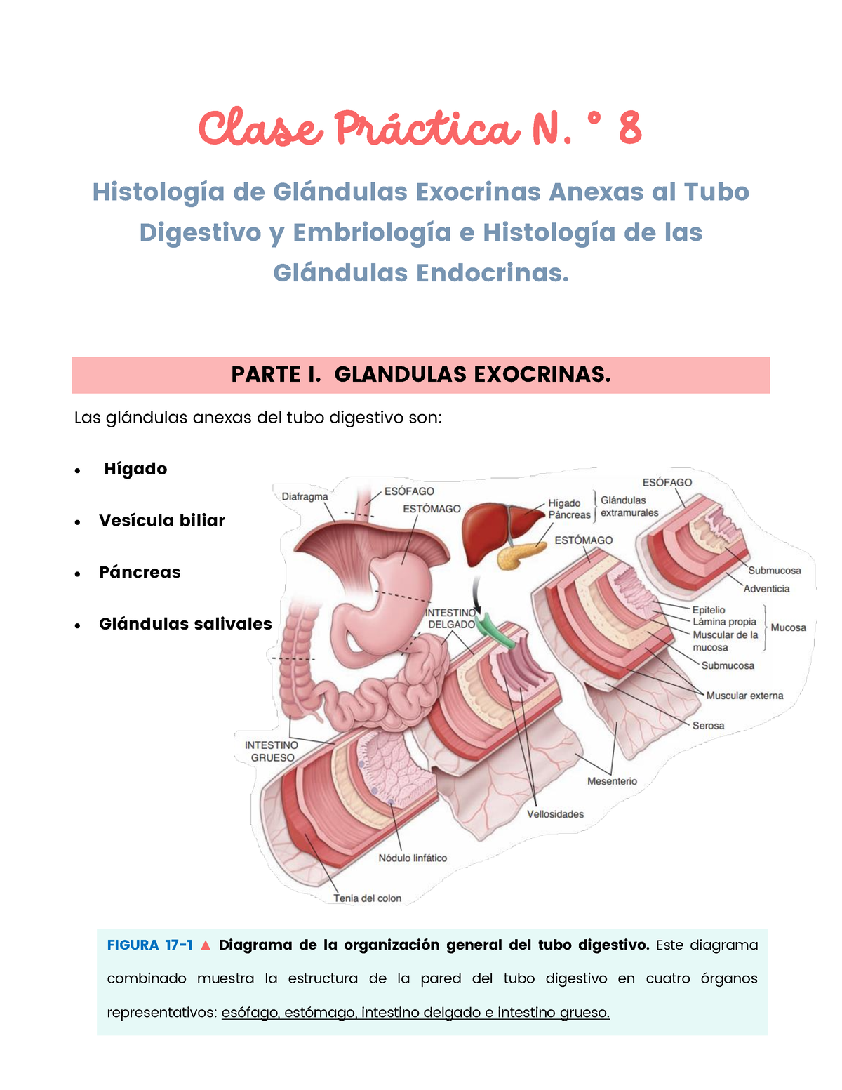 ampolla de vater histología