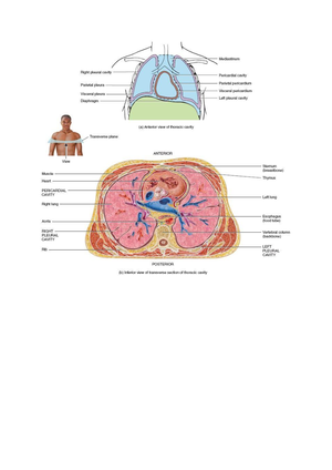 [Solved] what happens with blood in transfused into a incompatible ...