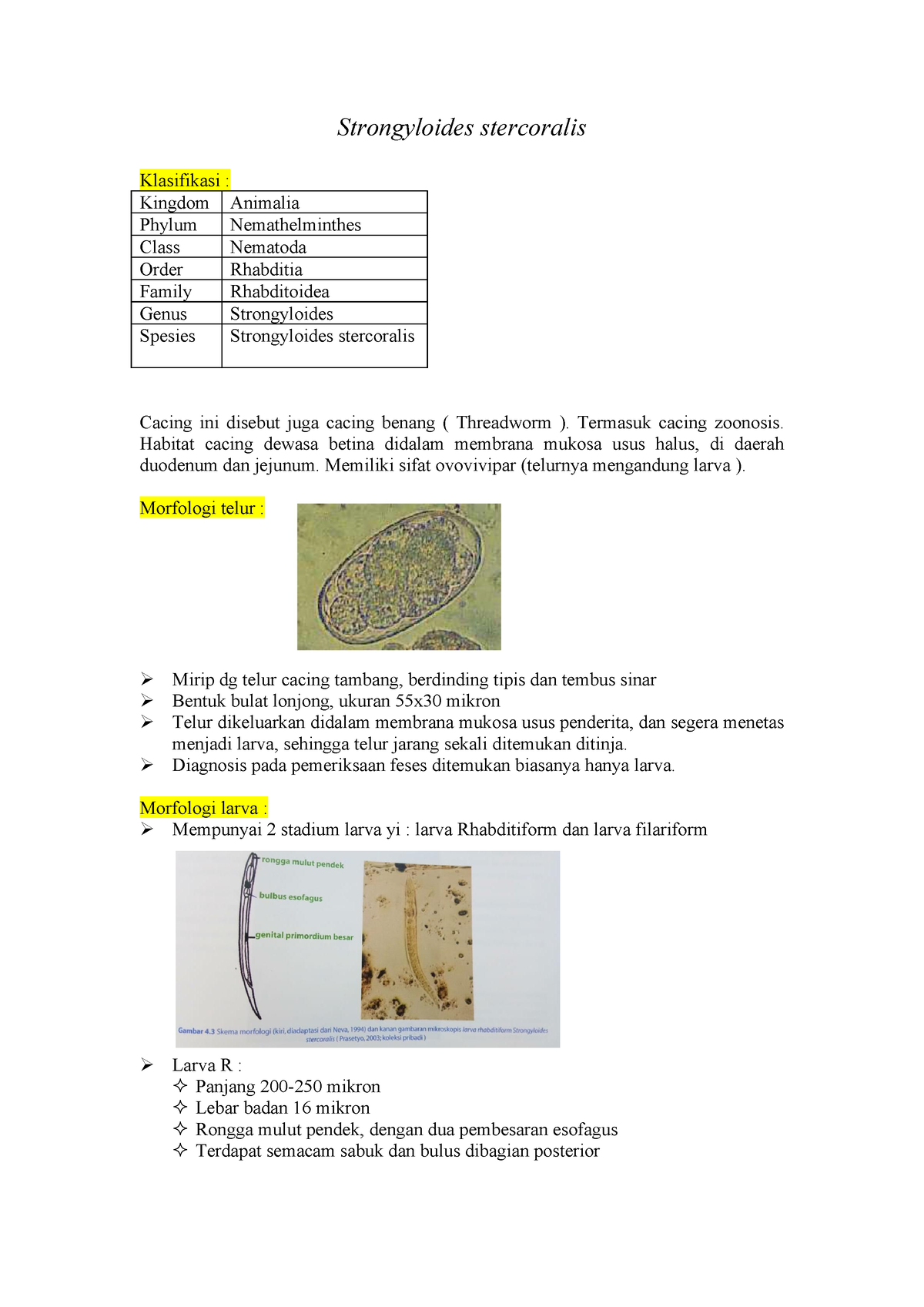 p3-strongyloides-stercoralis-strongyloides-stercoralis-klasifikasi