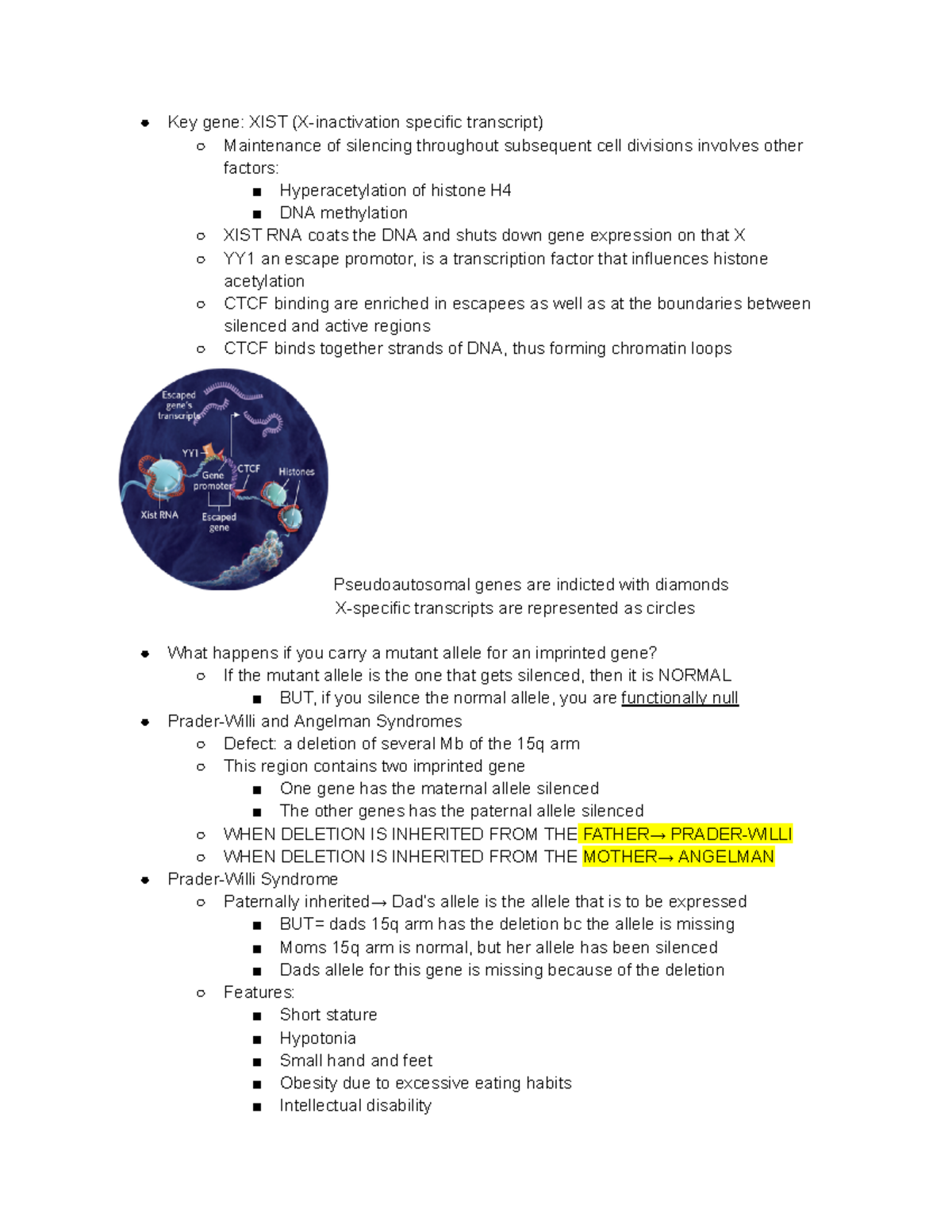 Med Gen Powerpoint 7 Epigenetics Part 7 - Key Gene: XIST (X ...