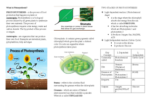 Seedling-WPS Office - This will you to know what is seedling - Computer ...