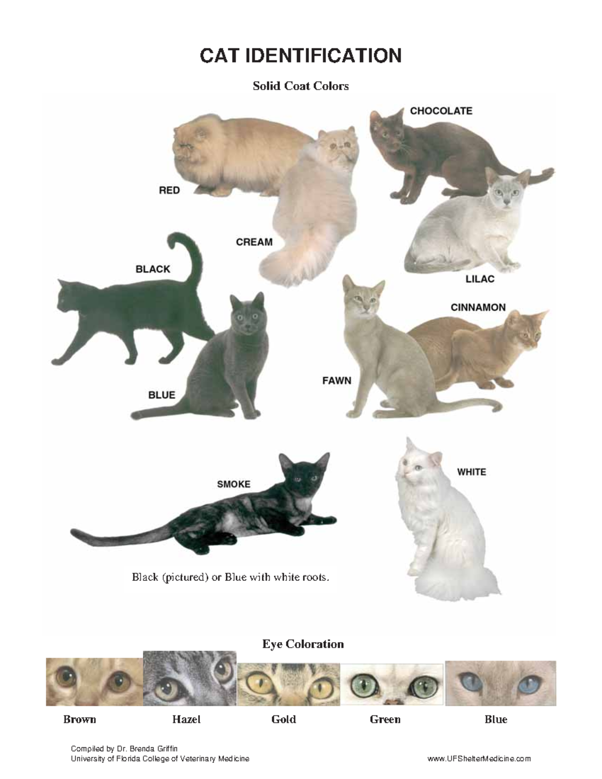 Identification and coat colors patterns - CAT IDENTIFICATION Solid Coat ...