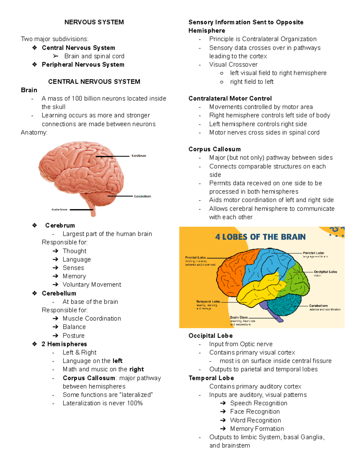 Anatomy and Physiology Lecture 2 - NERVOUS SYSTEM Two major ...