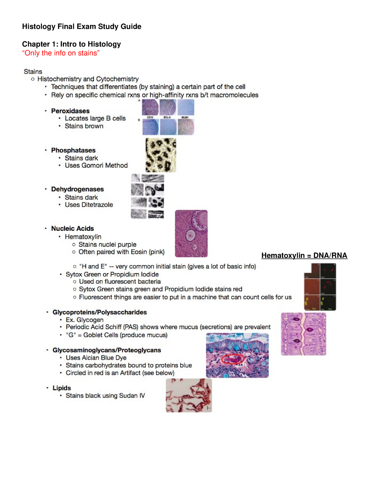 Histology Final Exam Study Guide Chapter 1 Intro To Histology StuDocu