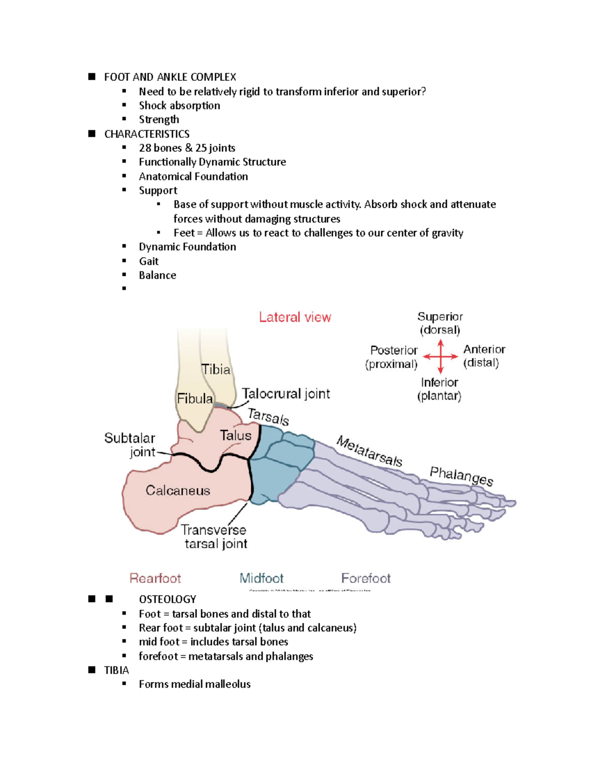 FOOT AND Ankle Complex - Notes for exam review. - FOOT AND ANKLE ...