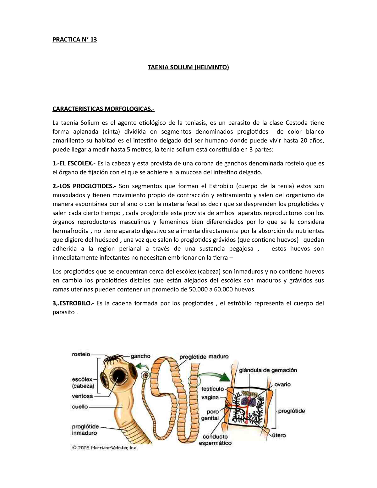 escólex de tenia solium