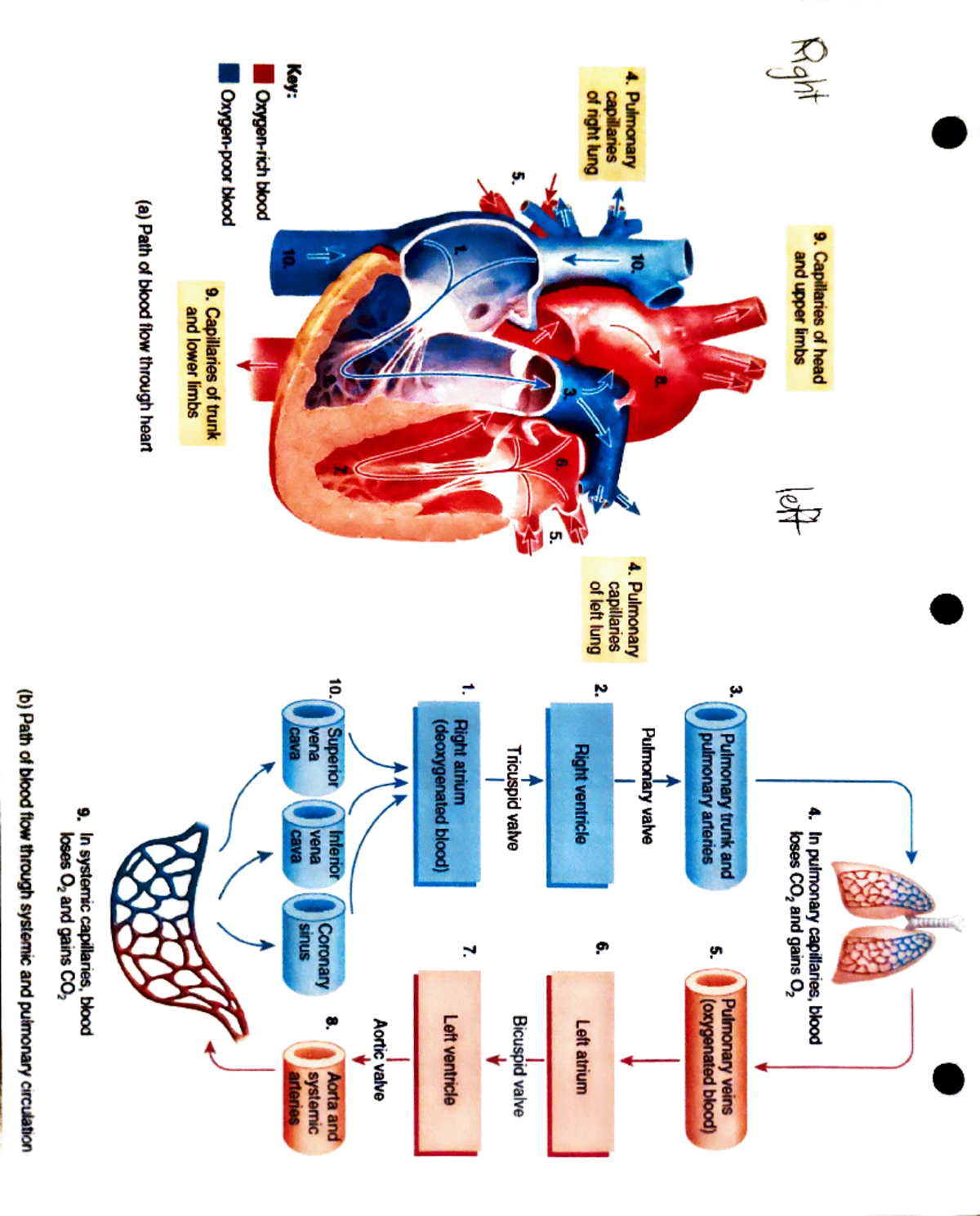 Path of blood - systemic and pulmonary circulation - (b) of loses O ...