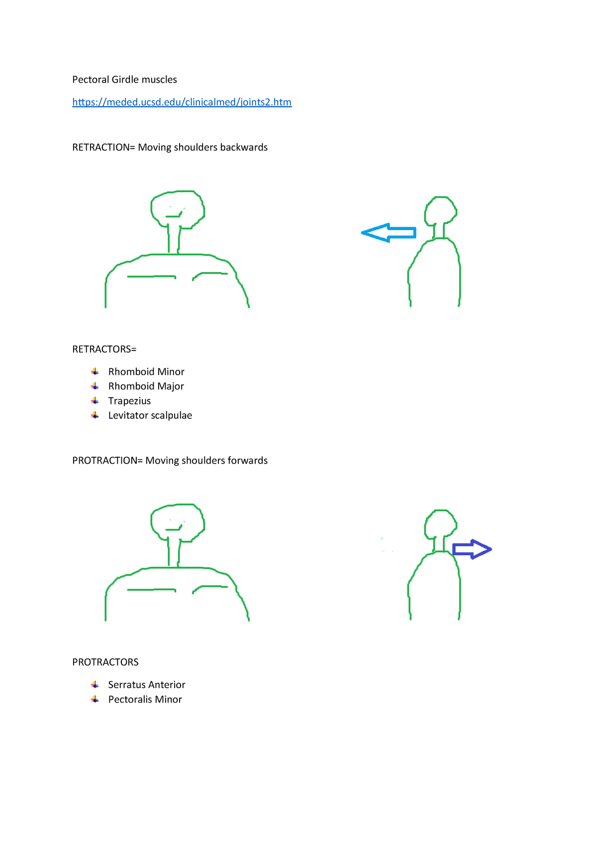 Pectoral Girdle muscles - M1B122672 - GCU - StuDocu