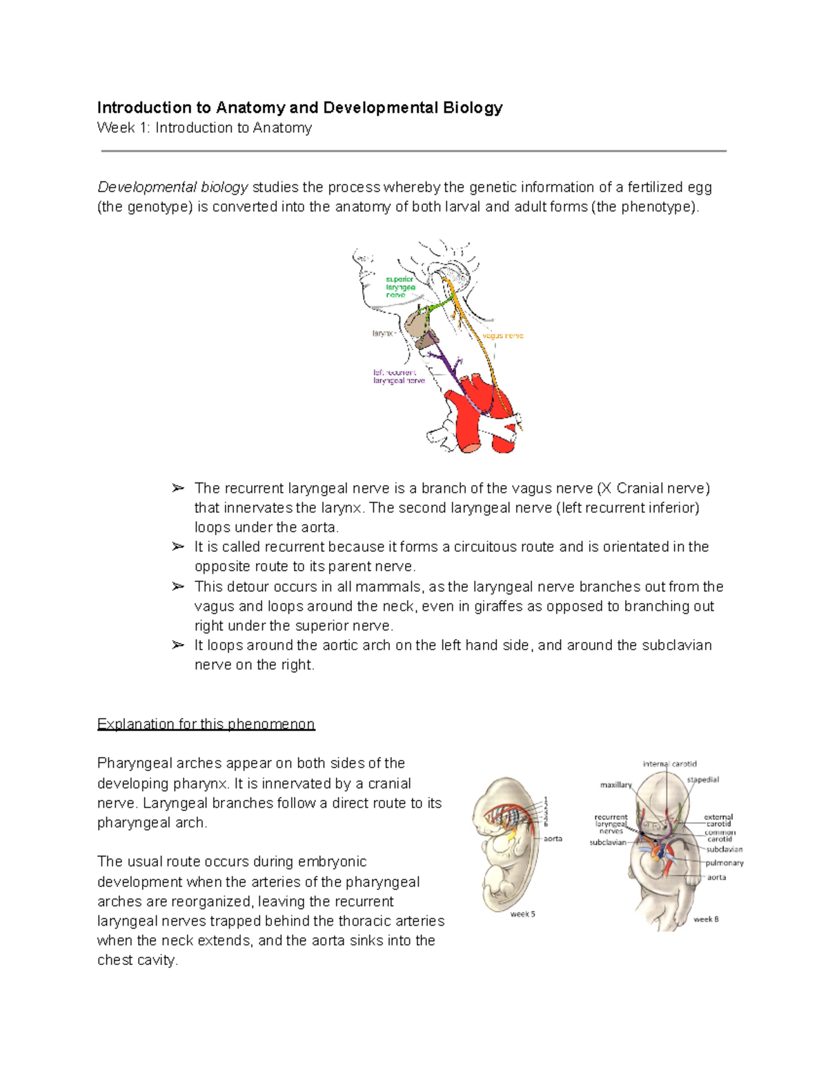 Introduction to Anatomy and Development lecture notes - Introduction to ...