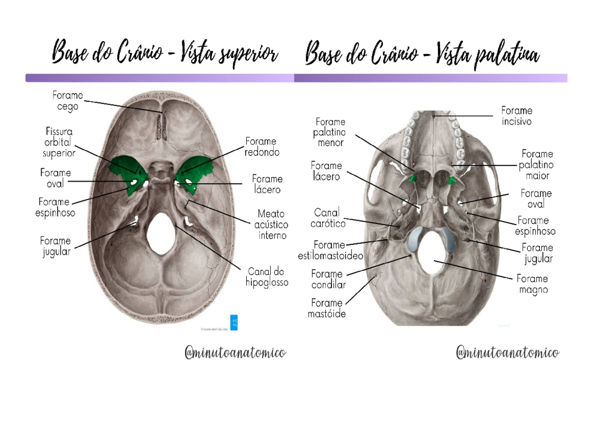 Forames cranias - Anatomia functional do movimento humano - Studocu