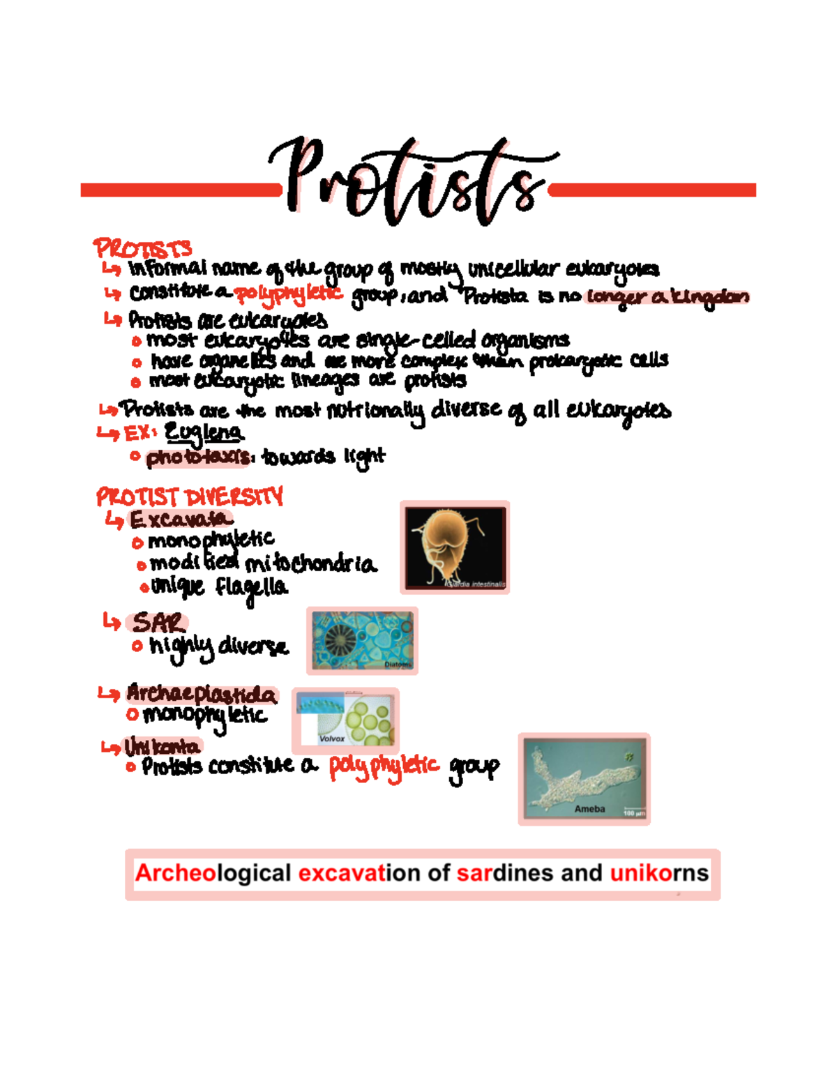 Lecture 10 Protists - Flores-Rentiera BIOL204 - Protists PROTISTS ...