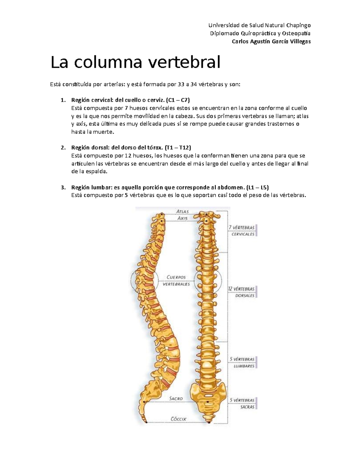 Tarea 2 Anatomía de la columna vertebral y pelvis StuDocu