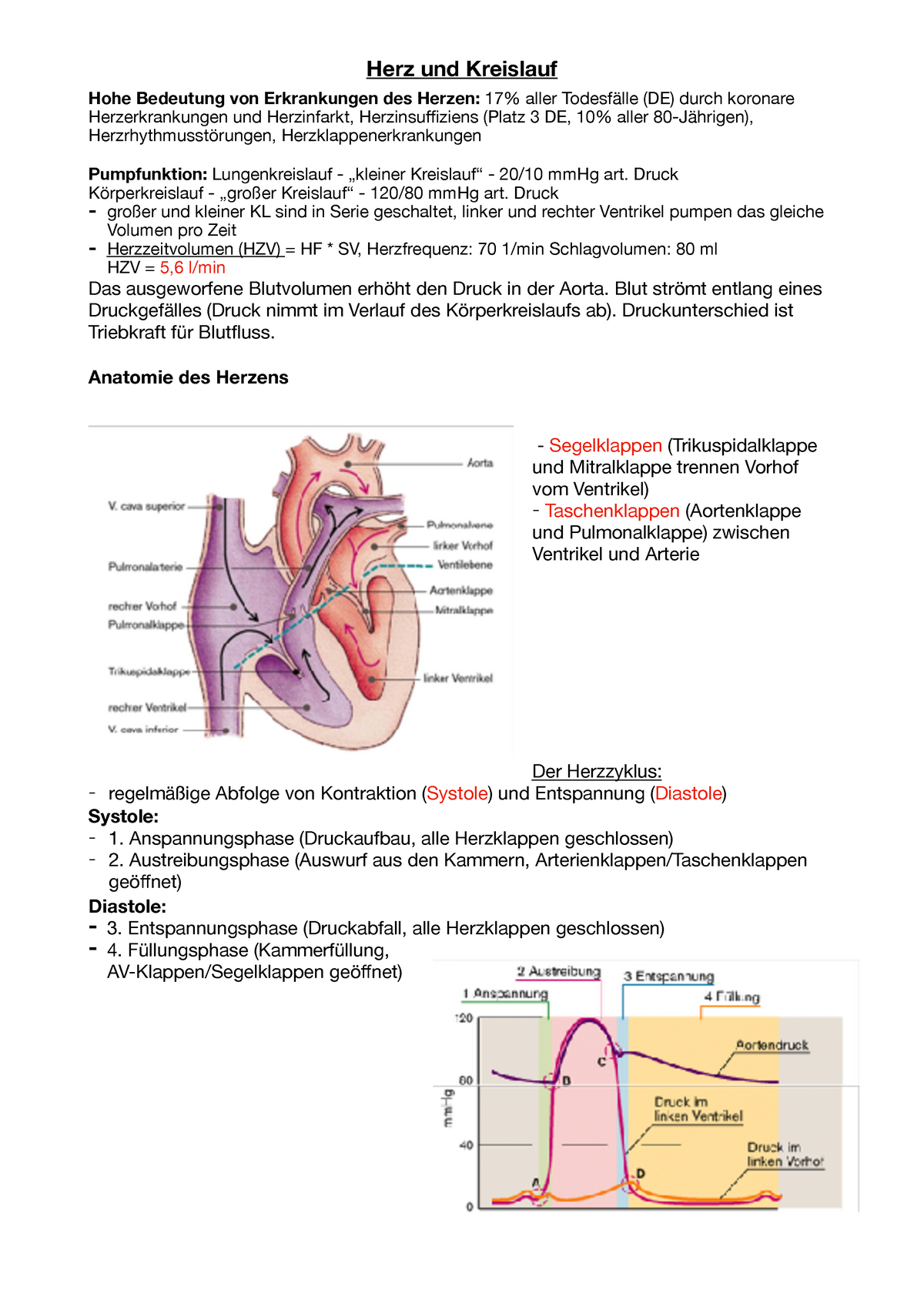 Herz Und Kresilauf - Zusammenfassung Herz- Kreislauf Physiologie - Hohe ...