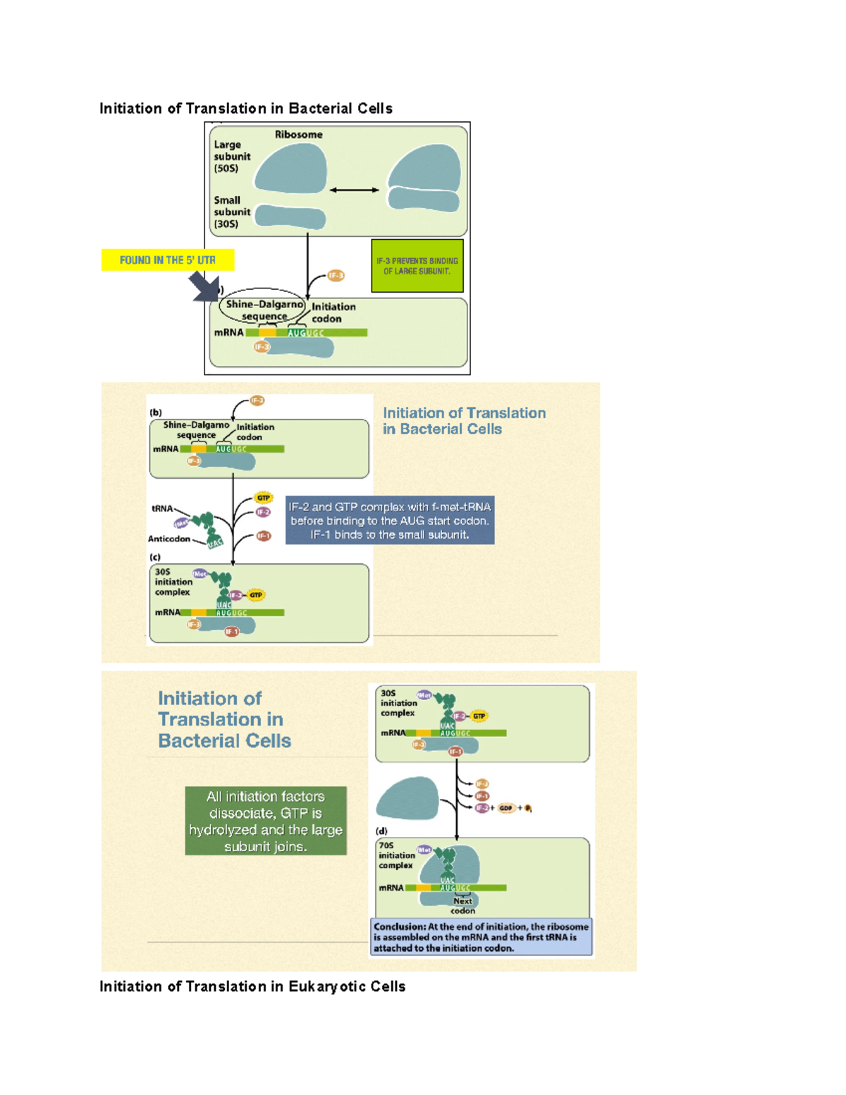 genetics-chapter-15-part-3-initiation-of-translation-in-bacterial