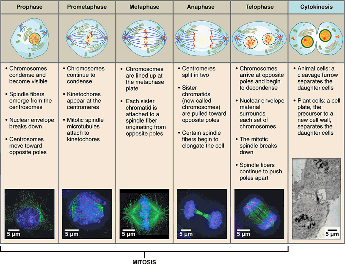 Mitosis-and-Cytokinesis-980 - BIOL 141 - Studocu