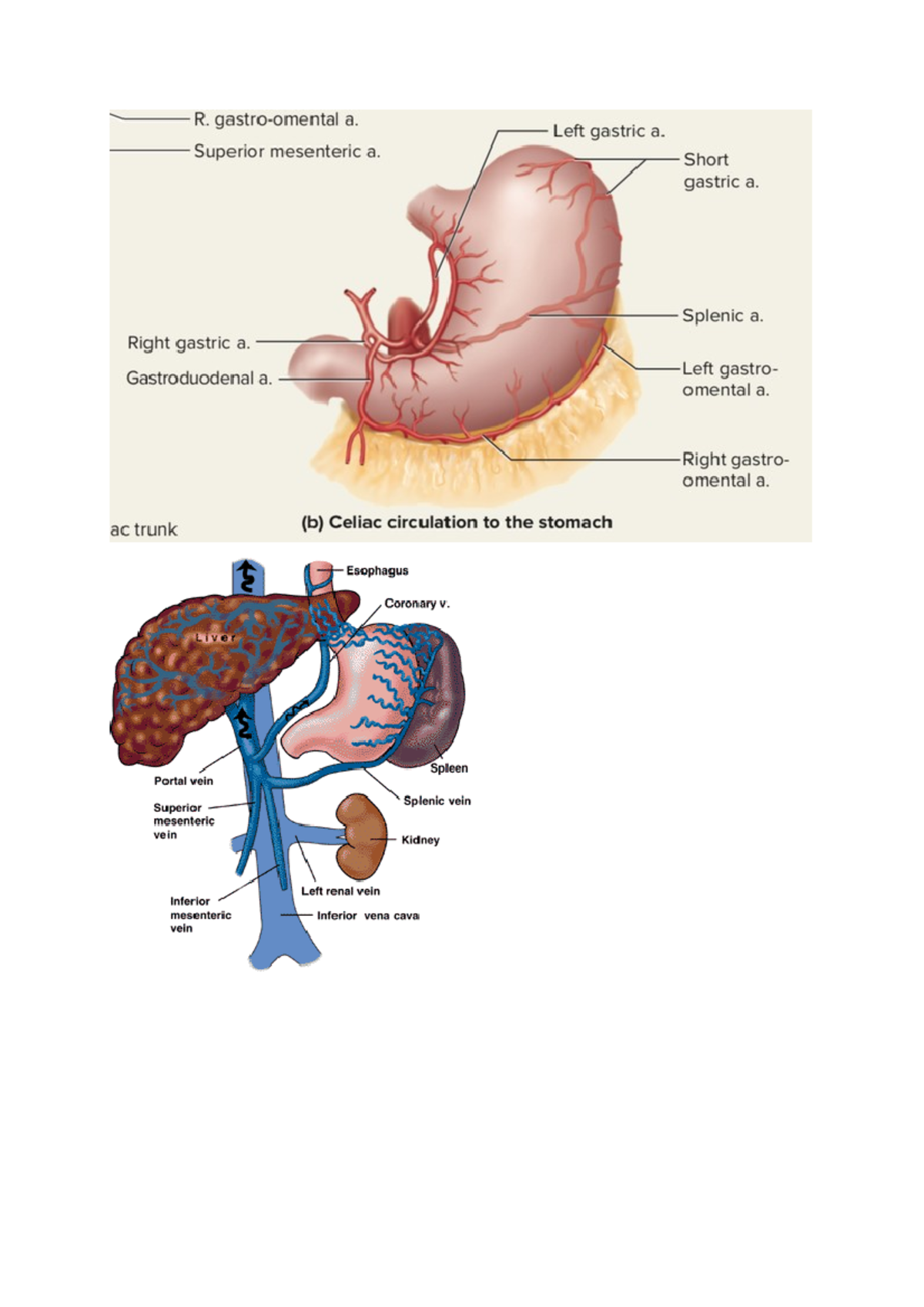 pictures of abdominal part - Stomach blood supply: The lesser curve is ...