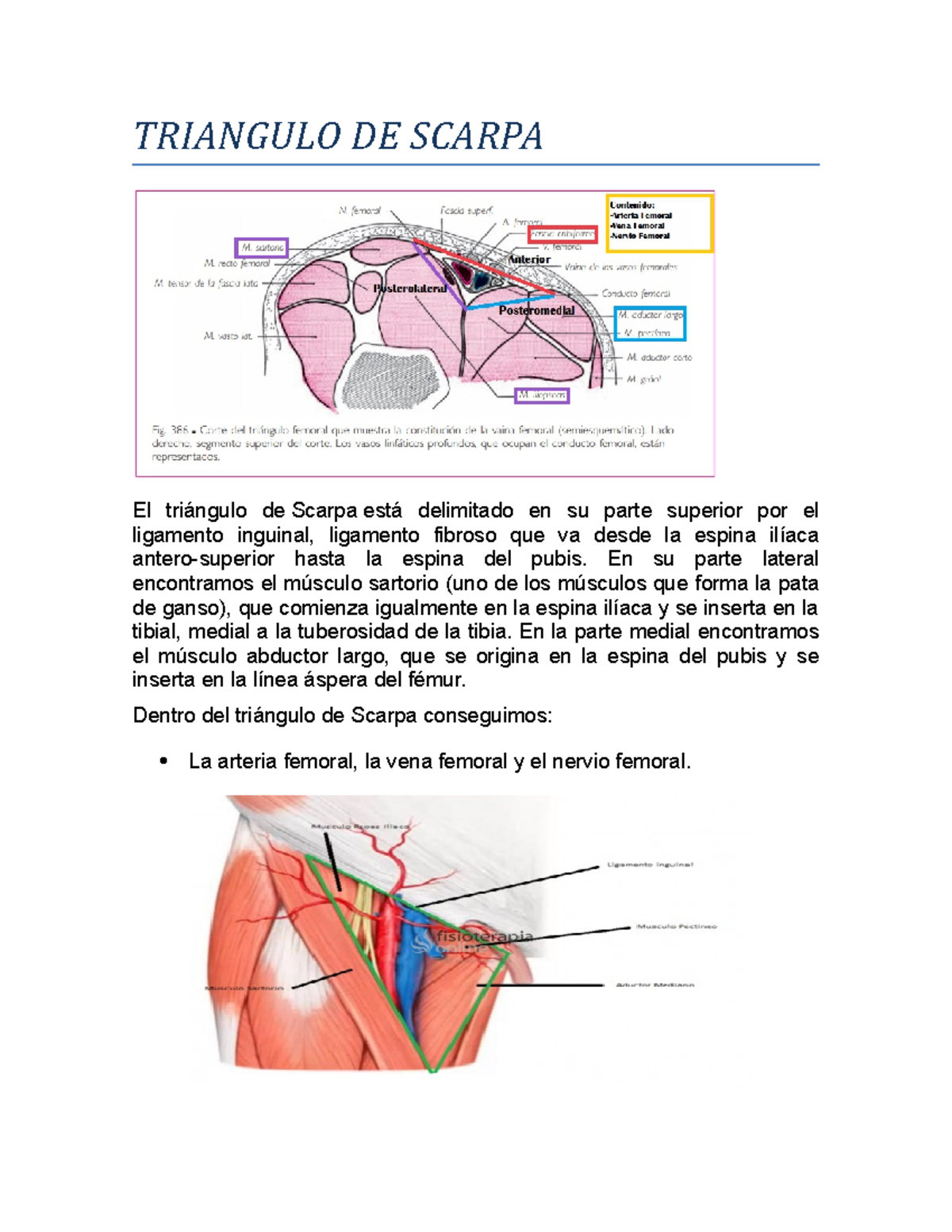 Triangle De Scarpa Alr : Calcul de l’aire d’un triangle – KUVJYE