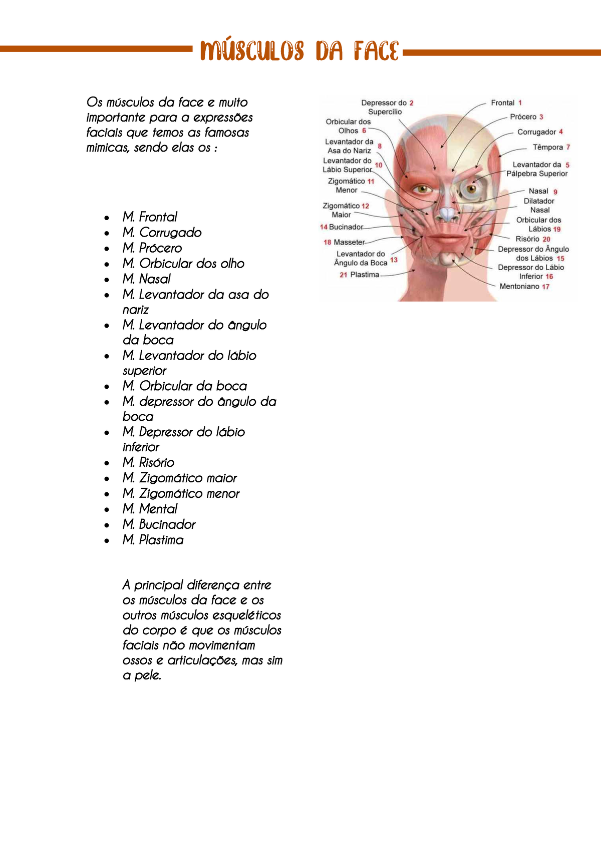 Musculo Facial Anota O Sobre M Sculos Da Face Os M Sculos Da Face E Muito Importante Para