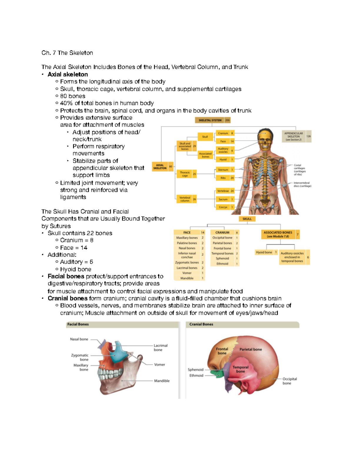 Ch. 7 The Skeleton - Ch. 7 The Skeleton The Axial Skeleton Includes ...