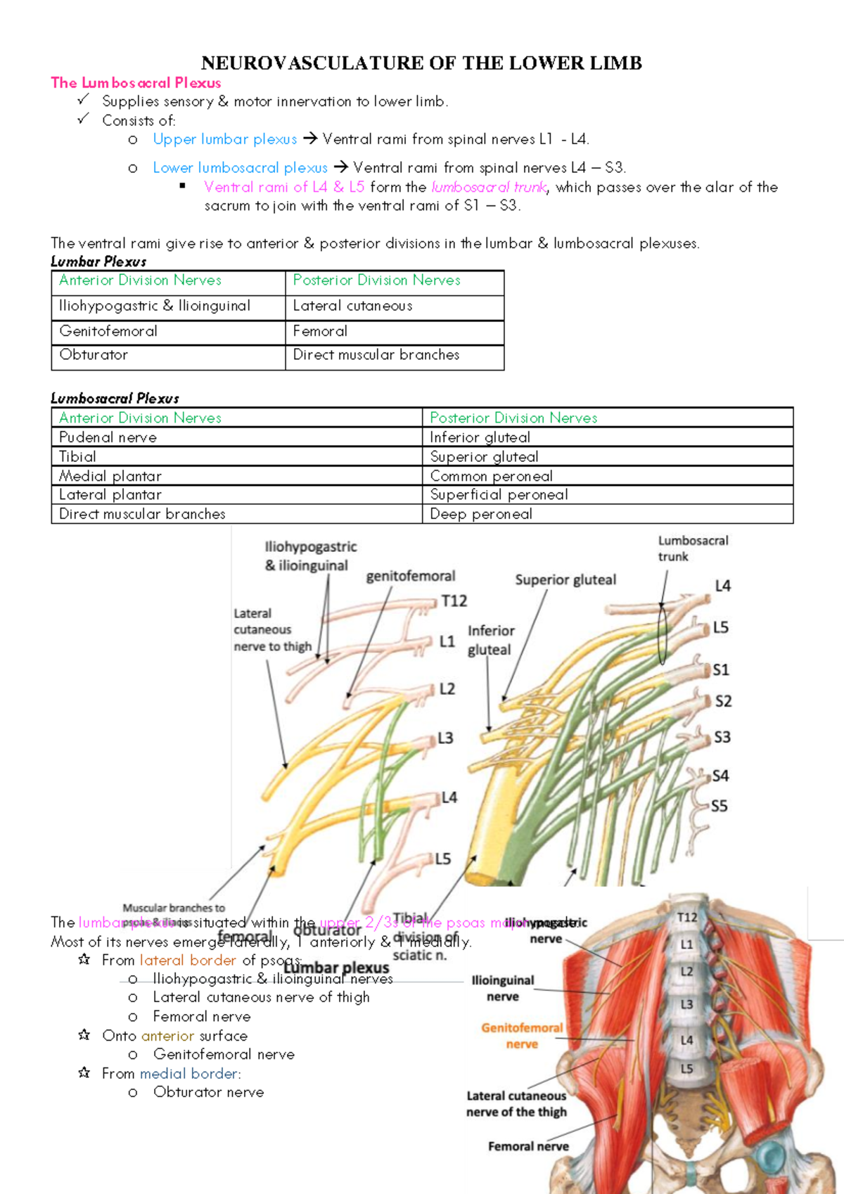 W8 ANAT - Lower limb neurovasculature - NEUROVASCULATURE OF THE LOWER ...